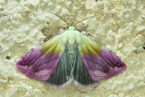 Eublemma purpurina